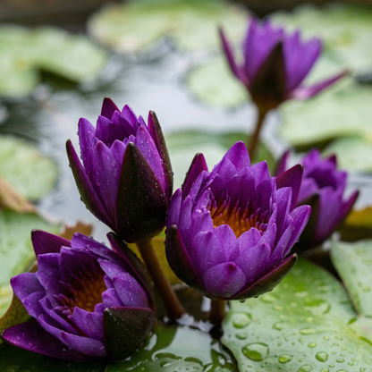 💮Lotus Seeds – Midnight Purple Variety
