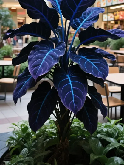 🌿Rare Hosta Seeds – Add Color Variety to Your Space