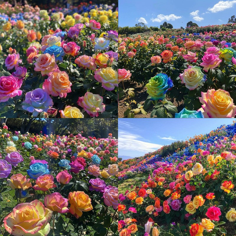 💐Mixed Color Rose Blend Seeds
