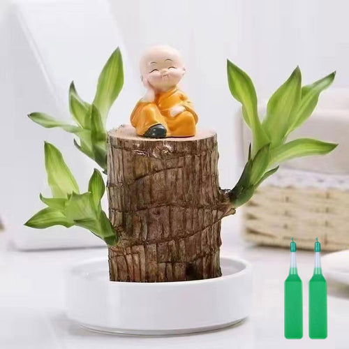 🎁Lucky Plant🪴Brazilian Wood🔥Top Bonsai Seller of 2026