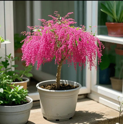 🏠🌳Tassel Seeds for Color & Fragrance in Your Space🍃