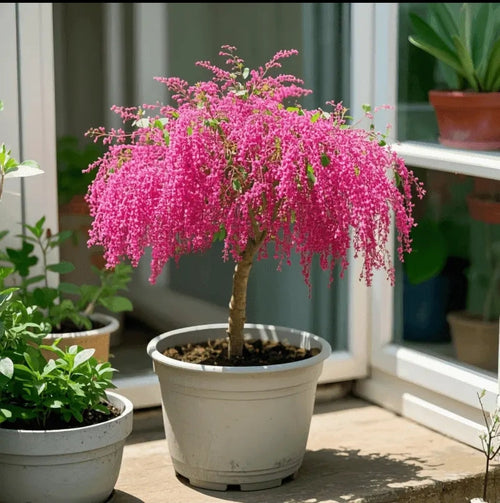 🏠🌳Tassel Seeds for Color & Fragrance in Your Space🍃