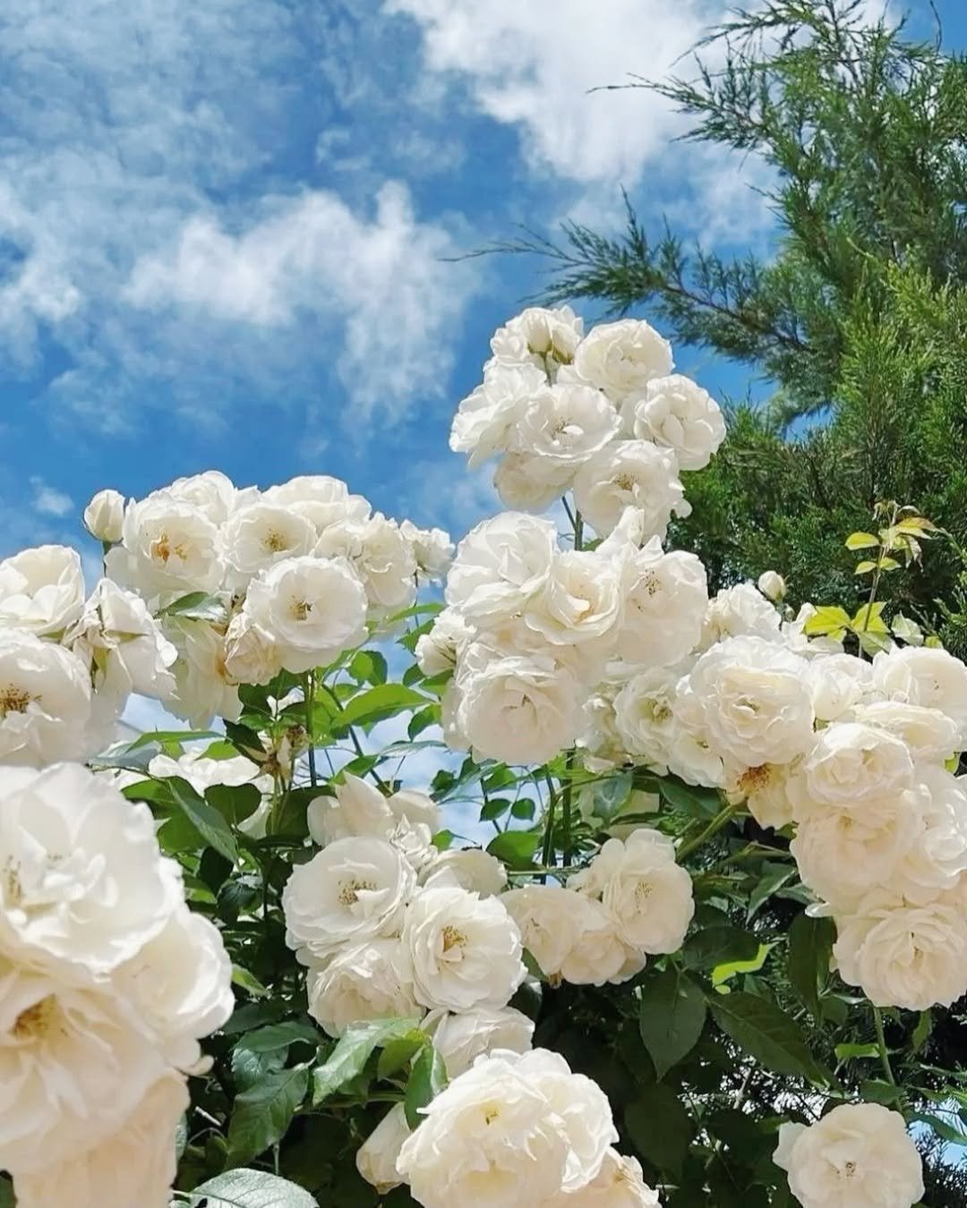 🌹Climbing Rose Flower Vine Seeds