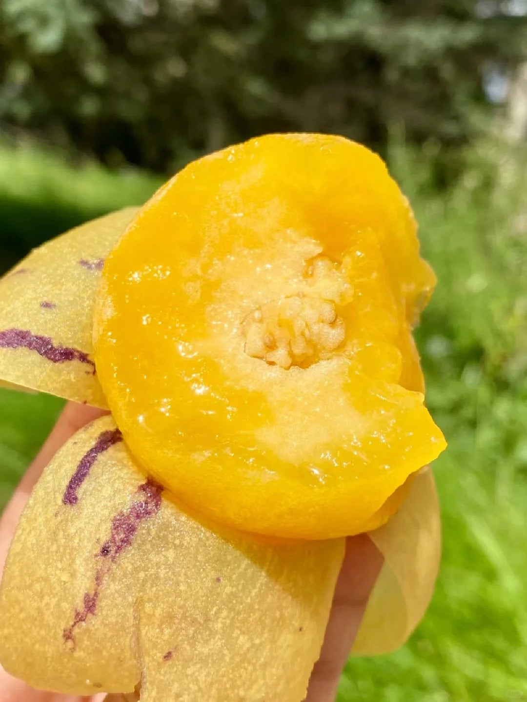 🔥New Arrival – Ginseng Berry Seeds