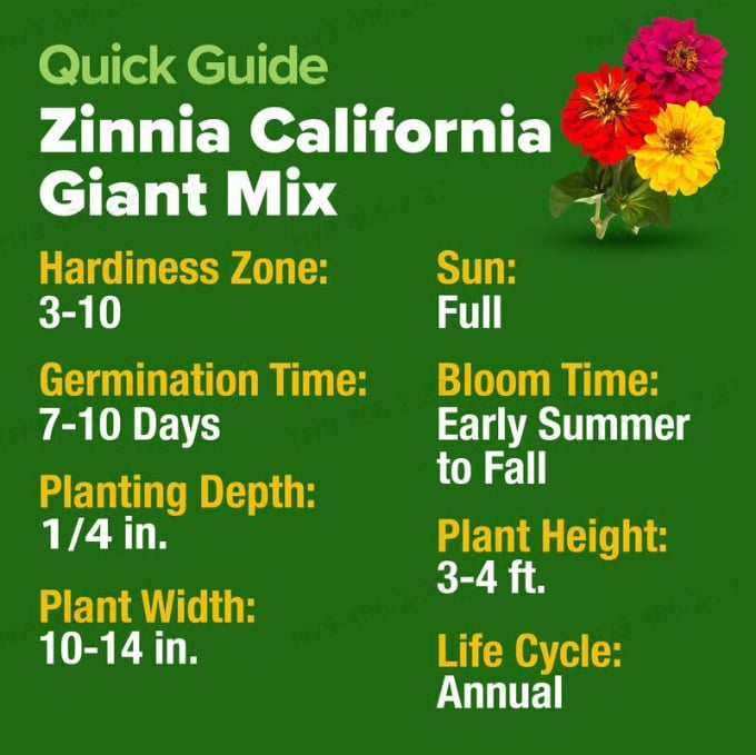 🔥Last Day 70% OFF🔥Zinnia Seeds – Pure, No Filler – Heirloom Flower Seeds