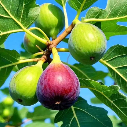 🏆 Over 65,000 Sold! 🌿 Ficus Carica Seeds – Easy to Grow at Home on Your Balcony or Terrace