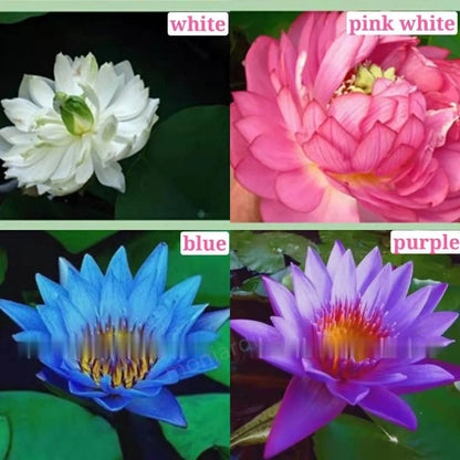 🎁50% Discount🌺Sacred Lotus Flower for Bonsai