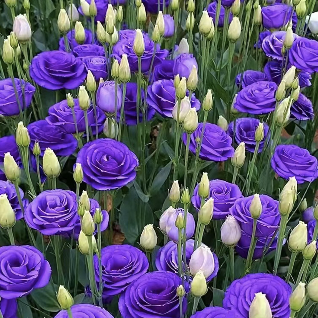 💐Lisianthus – Everlasting Love, Timeless Beauty💫