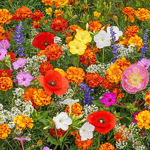 💝Mixed Perennial Flower Seeds – 30 to 60 Varieties