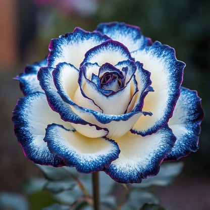 🌌Rare Blue Moon Rose – Multi-Colored Petal Lace🌈🌹