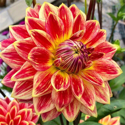 Rare Double Dahlias – Bold Blooms for Extraordinary Gardens