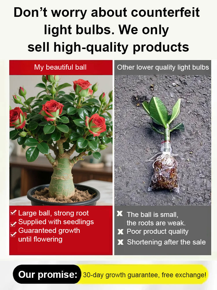 【Blooms in 25 Days】Sun-Resistant, Heat-Resistant, Drought-Tolerant Desert Rose Bulbs 🔥Survives Without Regular Watering
