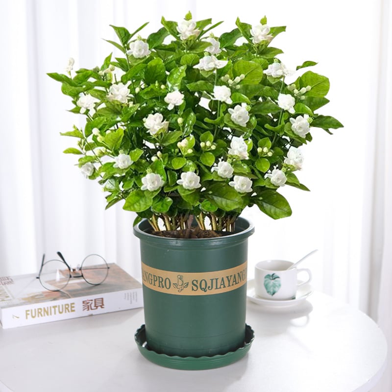 🌸 Jasmine Potted Plant – LAST DAY 49% OFF Promotion