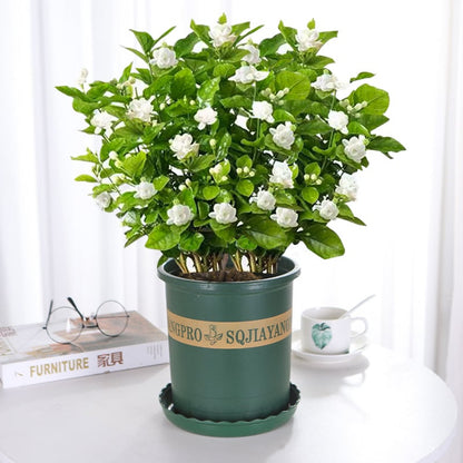🌸 Jasmine Potted Plant – LAST DAY 49% OFF Promotion