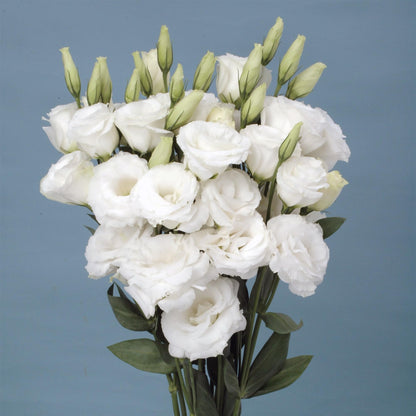 🌼Lisianthus Seeds – Perennial & Long-Flowering
