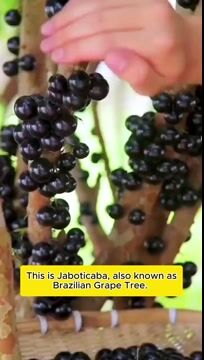 🌳🍇 Jaboticaba Heirloom Tree Seeds – Grapes That Grow on Trees!