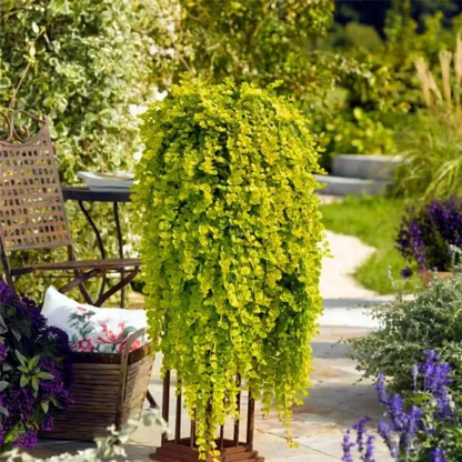 🌈Golden Leaf Sedge – Wonderful Yellow-Green Ground Cover Plant✨