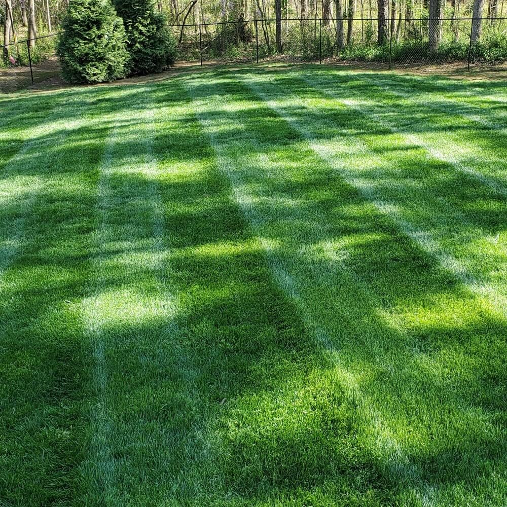 🌱 2026 Four Seasons Evergreen Grass Seed | Vibrant Green All Year, Durable