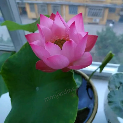 🎁50% Discount🌺Sacred Lotus Flower for Bonsai
