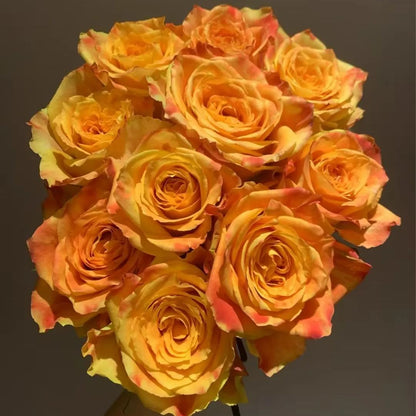 Rose Seeds – 'Ode to Joy' Variety