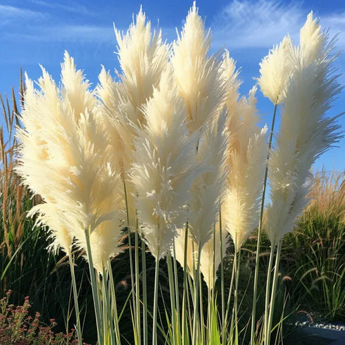 🔥Garden Essentials🌾Ornamental Pampas Grass Perennial Seeds🌱