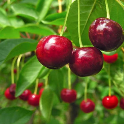 🍒 Premium Sweet Cherry Seeds (New Harvest) – 99% Germination Rate | Pre-Primed for Fast Sprouting
