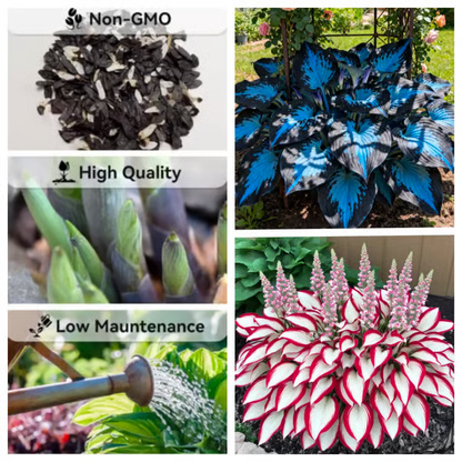 🌟Spring & Winter Growing🍃Premium Rare Hosta Seeds🌿Ideal for Cut Flowers【98% Germination Rate】