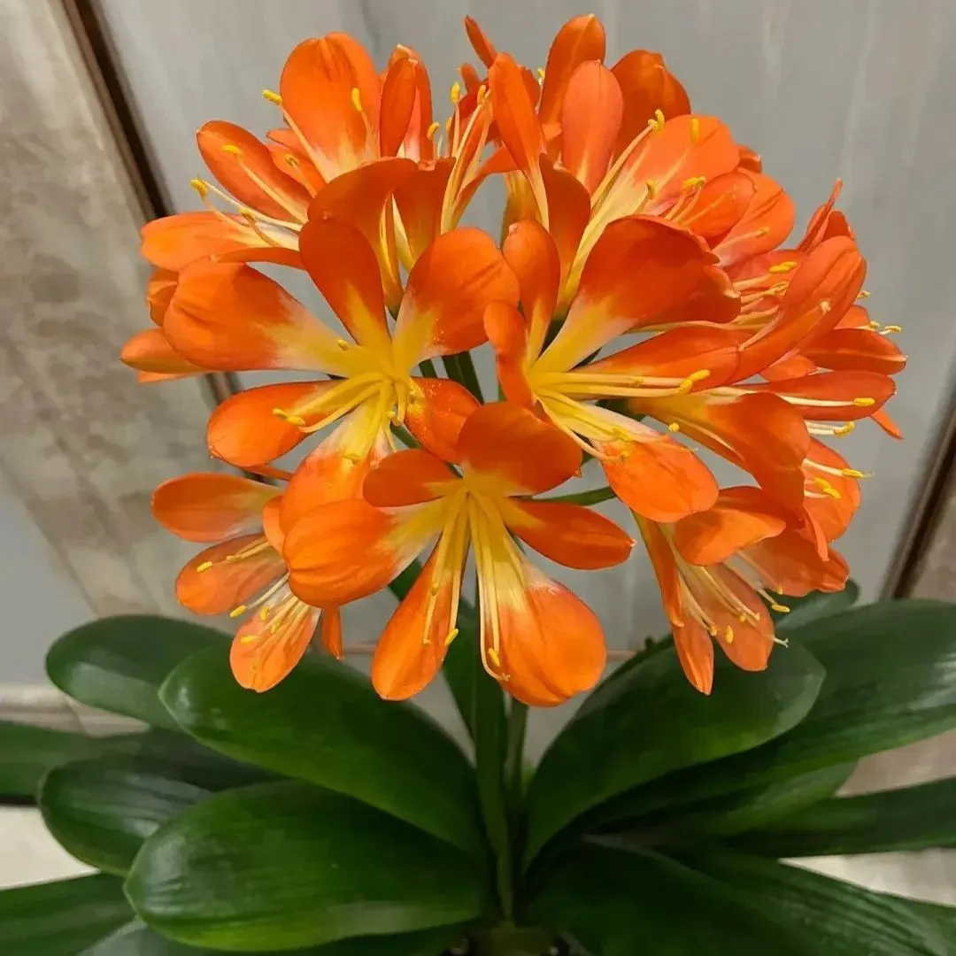 🍀Clivia Seeds🌿💕Indoor Air-Purifying Green Plants👀