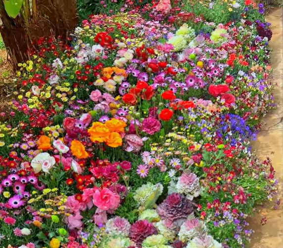 💝Mixed Perennial Flower Seeds – 30 to 60 Varieties