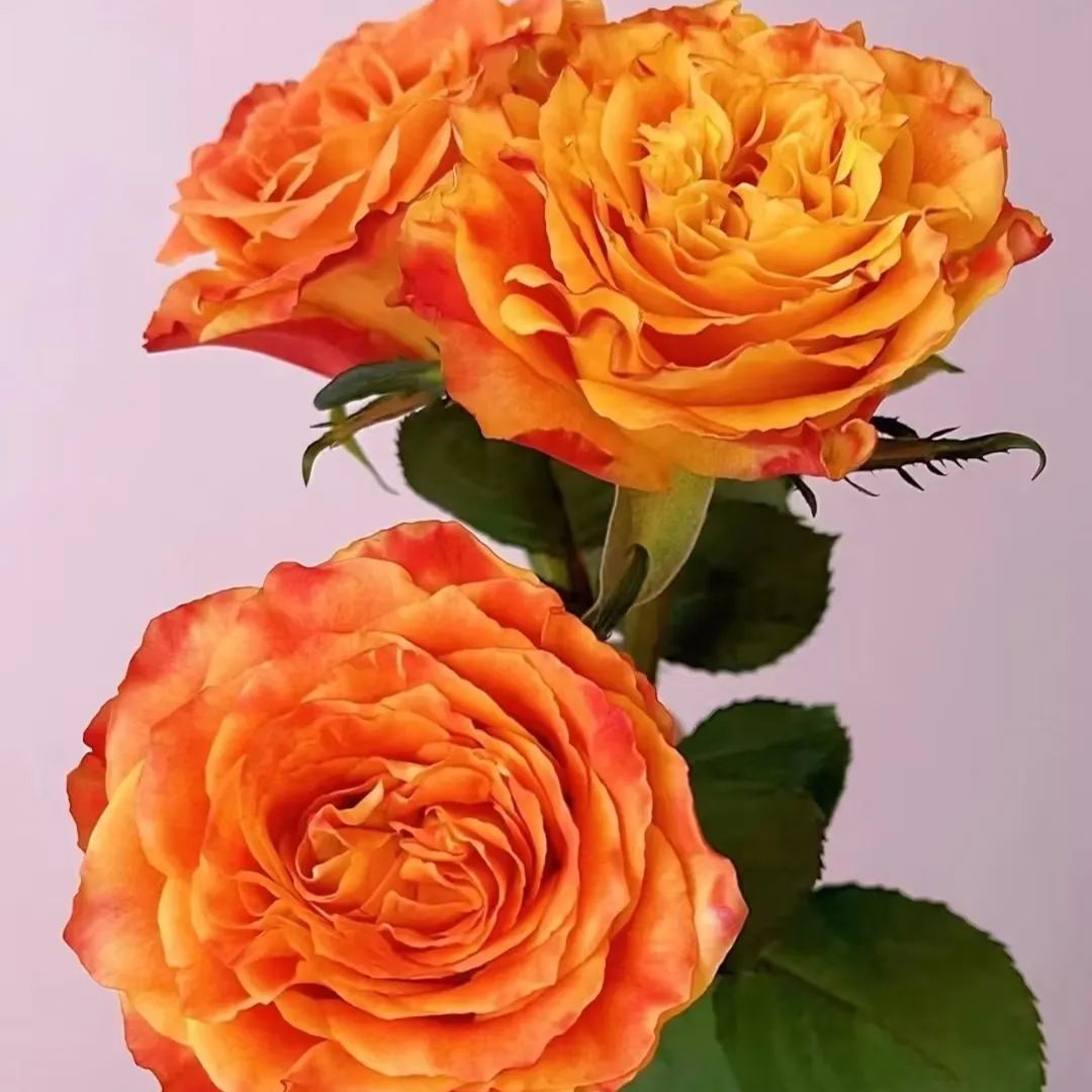 Rose Seeds – 'Ode to Joy' Variety