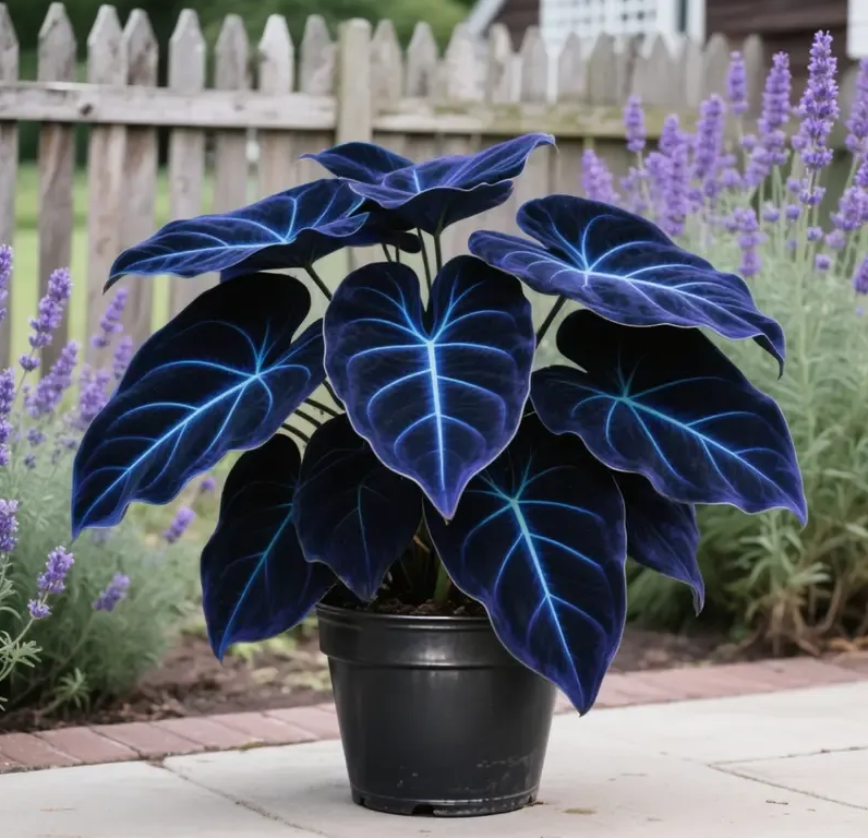 🌿Rare Hosta Seeds – Add Color Variety to Your Space
