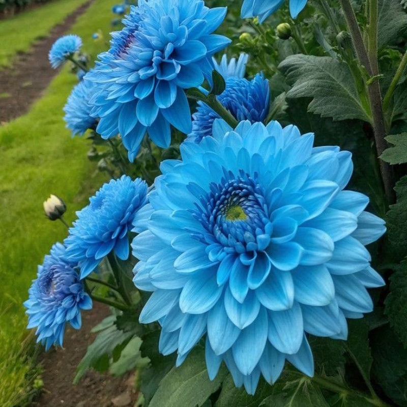 Rare Double Dahlias – Bold Blooms for Extraordinary Gardens