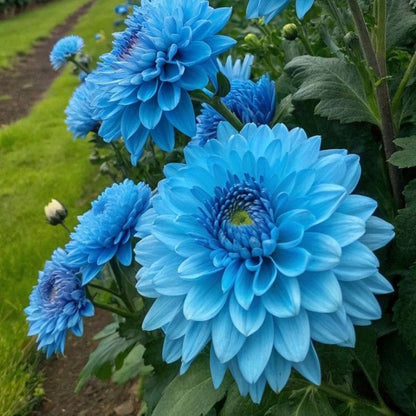 Rare Double Dahlias – Bold Blooms for Extraordinary Gardens