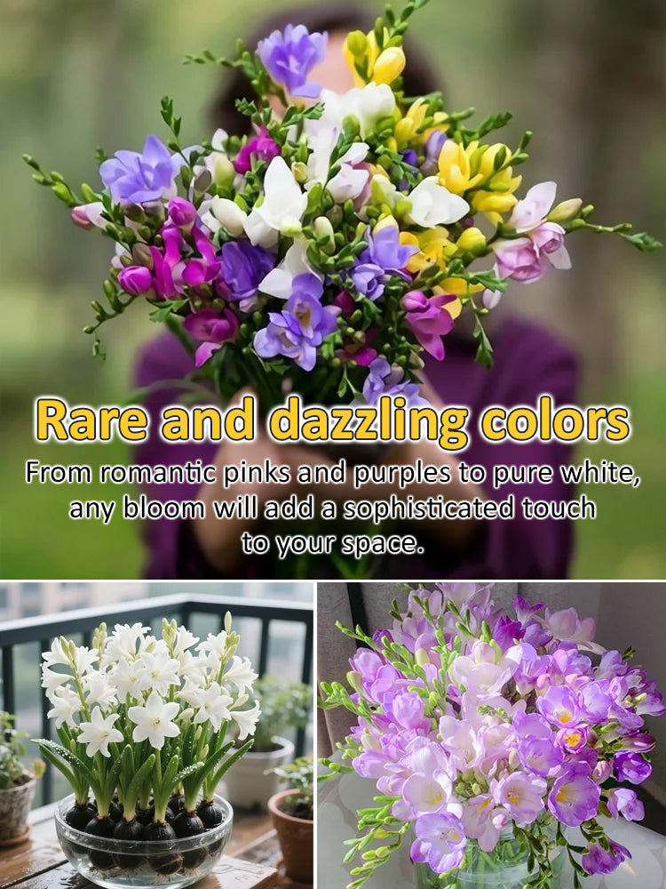 【Four-Season Blooming】Perfume Snow Orchid Seeds