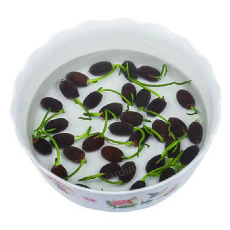 🎁50% Discount🌺Sacred Lotus Flower for Bonsai
