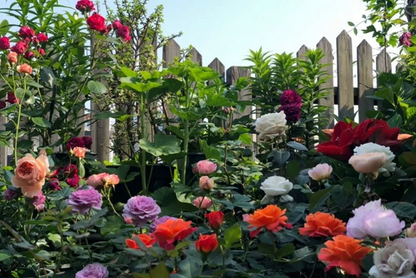 💐Mixed Color Rose Blend Seeds