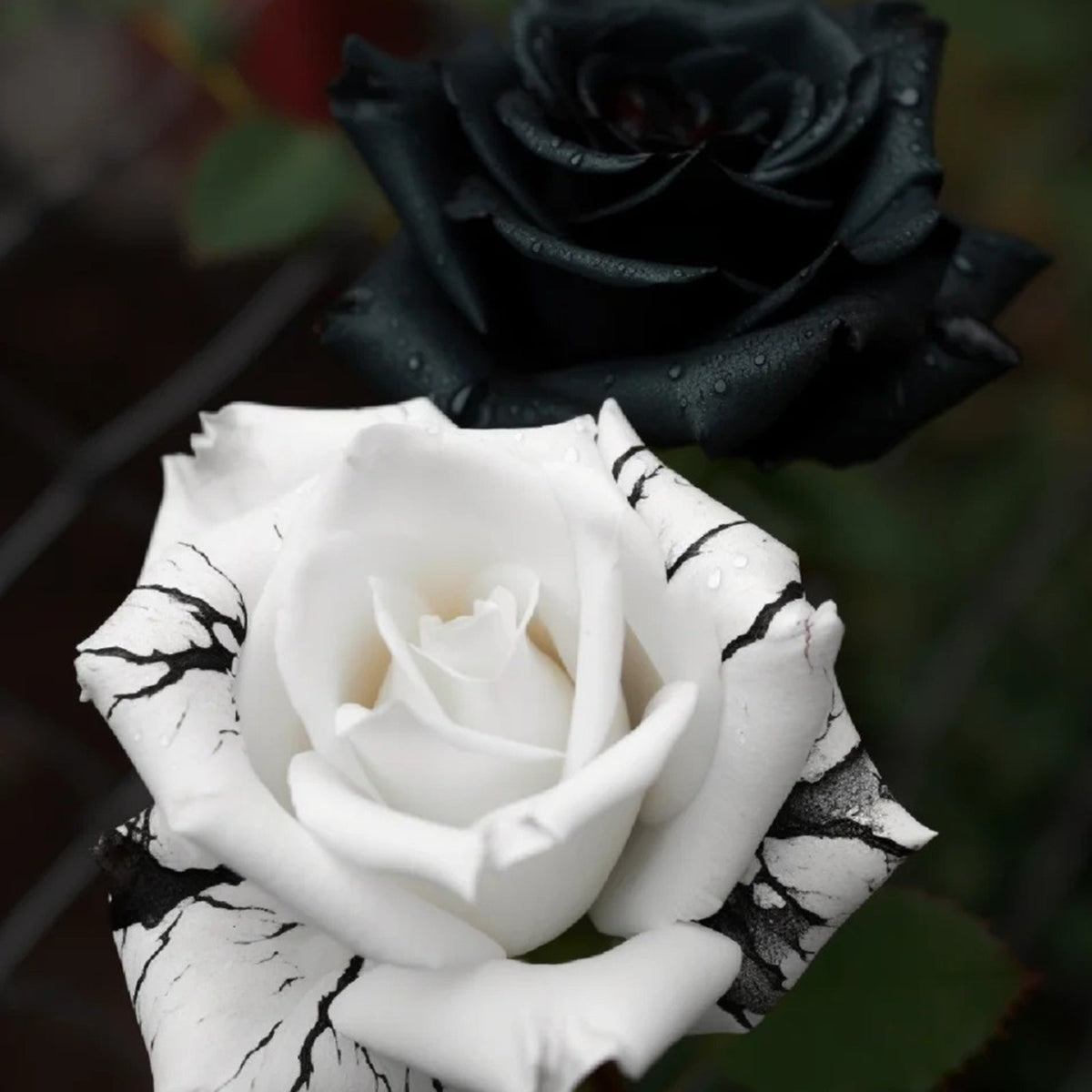 🖤Kuyla Twin Roses – Black & White Seeds