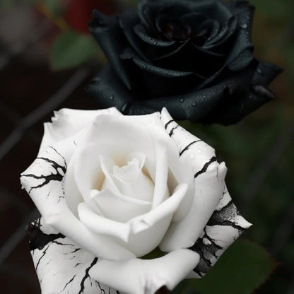 🖤Kuyla Twin Roses – Black & White Seeds