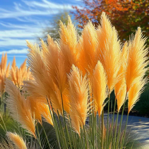 🔥Garden Essentials🌾Ornamental Pampas Grass Perennial Seeds🌱