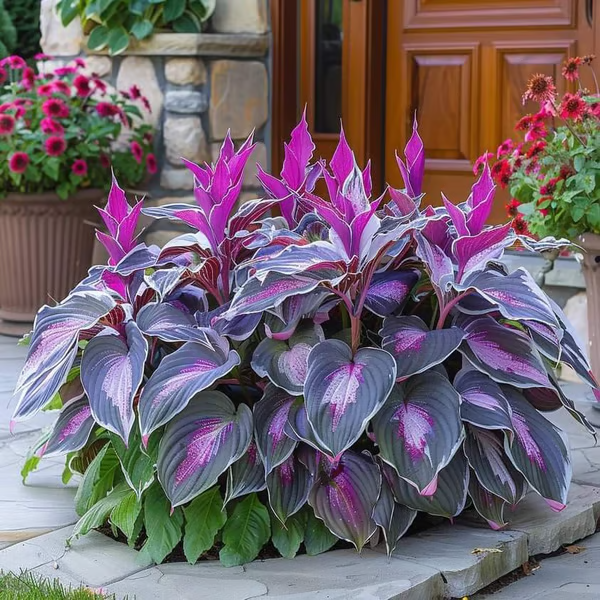 🌟Spring & Winter Growing🍃Premium Rare Hosta Seeds🌿Ideal for Cut Flowers【98% Germination Rate】