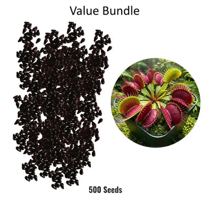 🌱[Amazing Venus Flytrap Seeds]—Grow Your Own Mini Carnivorous Plant!😱🌿