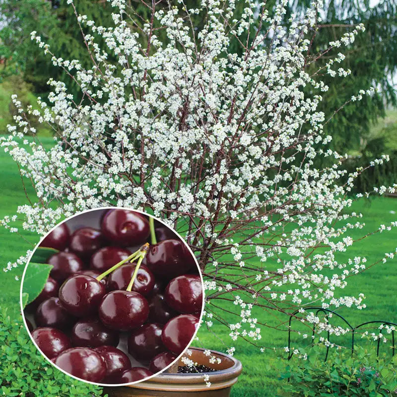 ✨Top Grade & Productive – Chilean Cherry Seeds Straight from Origin🌱