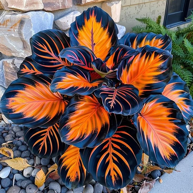 🌿Rare Hosta Seeds – Add Color Variety to Your Space