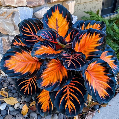 🌿Rare Hosta Seeds – Add Color Variety to Your Space