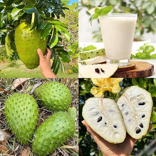 🏆Flash Sale⚡Almost Gone-💥🌸 Organic Soursop (Graviola) – Non-GMO Heirloom Tropical Fruit Variety