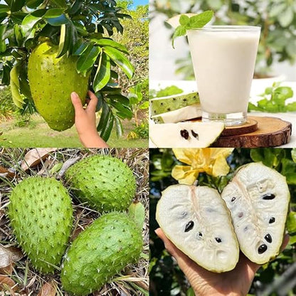 🏆Flash Sale⚡Almost Gone-💥🌸 Organic Soursop (Graviola) – Non-GMO Heirloom Tropical Fruit Variety
