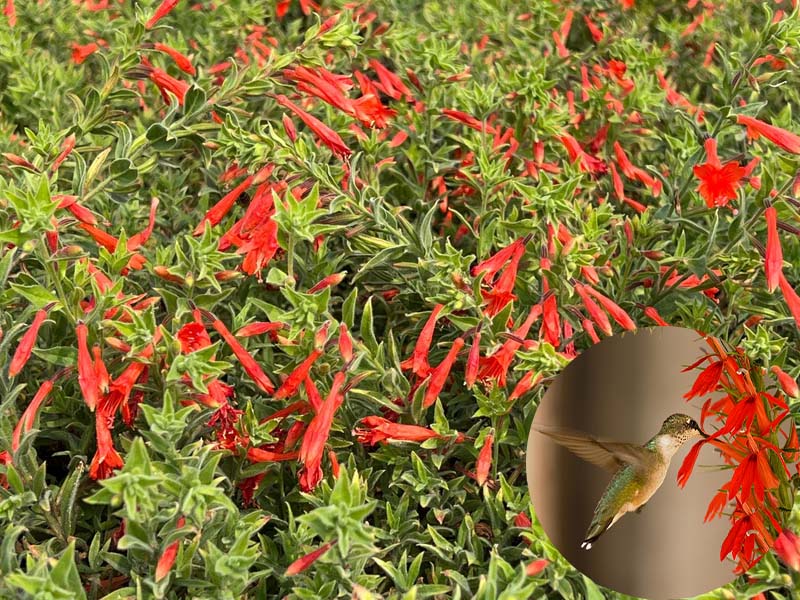 🔥🐦"Hummingbird Carpet"🌸Epilobium garrettii – Rainbow Color Burst 🌈