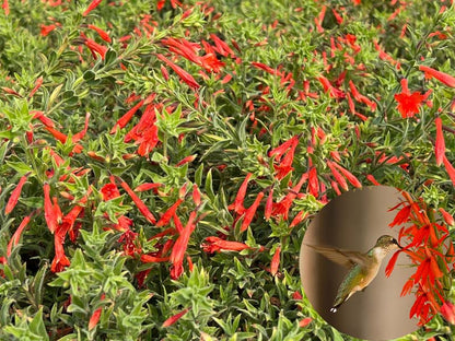🔥🐦"Hummingbird Carpet"🌸Epilobium garrettii – Rainbow Color Burst 🌈