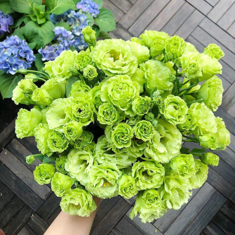 🌼Lisianthus Seeds – Perennial & Long-Flowering