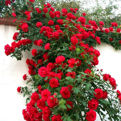 🌹Climbing Rose Flower Vine Seeds